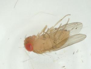  (Drosophila incompta - CBG-A32462-A04)  @11 [ ] CreativeCommons - Attribution Share - Alike (2024) Centre for Biodiversity Genomics Centre for Biodiversity Genomics