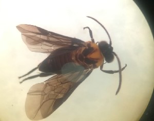  ( - MALASA2E12-HYM446)  @11 [ ] Copyright (2023) Instituto de Investigacion Alexander von Humboldt (IAvH) Instituto de Investigacion Alexander von Humboldt (IAvH)