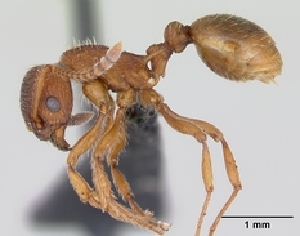  (Myrmica gallienii - CASENT0172712-D01)  @13 [ ] Unspecified (default): All Rights Reserved  Unspecified Unspecified