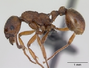  (Myrmica ruginodis - CASENT0172713-D01)  @13 [ ] Unspecified (default): All Rights Reserved  Unspecified Unspecified