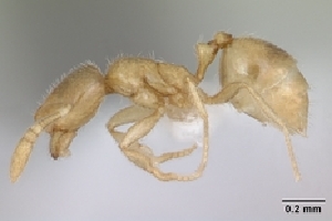  (Syllophopsis cryptobia - CASENT0135336-D01)  @13 [ ] Unspecified (default): All Rights Reserved  Unspecified Unspecified