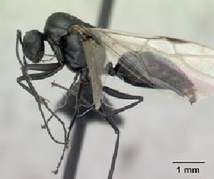  (Camponotus edmondi - CASENT0123431-D01)  @13 [ ] Unspecified (default): All Rights Reserved  Unspecified Unspecified