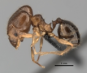  (Pheidole MG015 - CASENT0218534-D01)  @13 [ ] CreativeCommons - Attribution Non-Commercial No Derivatives (2011) Brian Fisher California Academy of Sciences