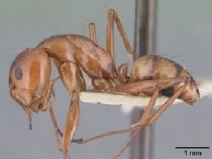  (Camponotus MG150 - CASENT0191619-D01)  @13 [ ] Unspecified (default): All Rights Reserved  Unspecified Unspecified