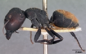  (Camponotus ellioti - CASENT0454011-D01)  @13 [ ] Unspecified (default): All Rights Reserved  Unspecified Unspecified