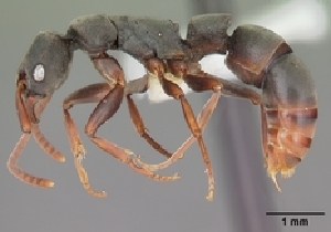  (Platythyrea mocquerysi - CASENT0136506-D01)  @13 [ ] Unspecified (default): All Rights Reserved  Unspecified Unspecified