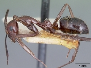  (Camponotus imitator - CASENT0493965-D01)  @13 [ ] Unspecified (default): All Rights Reserved  Unspecified Unspecified
