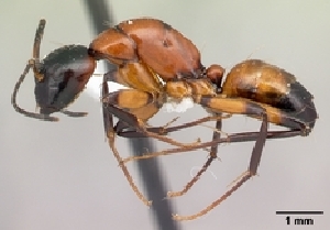  (Camponotus pulcher - CASENT0409234-D01)  @13 [ ] CreativeCommons - Attribution Non-Commercial No Derivatives (2011) Brian Fisher California Academy of Sciences