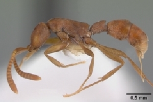  (Probolomyrmex tani - CASENT0043468-D01)  @13 [ ] CreativeCommons - Attribution Non-Commercial No Derivatives (2011) Brian Fisher California Academy of Sciences