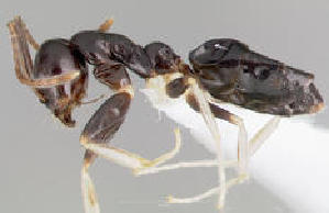  (Technomyrmex anterops - CASENT0192604-D01)  @13 [ ] Unspecified (default): All Rights Reserved  Unspecified Unspecified