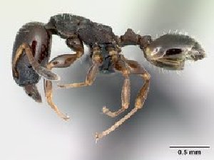  ( - CASENT0138410-D01)  @13 [ ] CreativeCommons - Attribution Non-Commercial No Derivatives (2011) Brian Fisher California Academy of Sciences