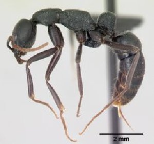  ( - CASENT0492967-D01)  @13 [ ] CreativeCommons - Attribution Non-Commercial No Derivatives (2011) Brian Fisher California Academy of Sciences