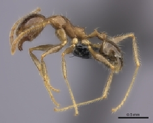  (Pheidole SS-spin - CASENT0149829-D01)  @14 [ ] CreativeCommons - Attribution Non-Commercial No Derivatives (2011) Brian Fisher California Academy of Sciences