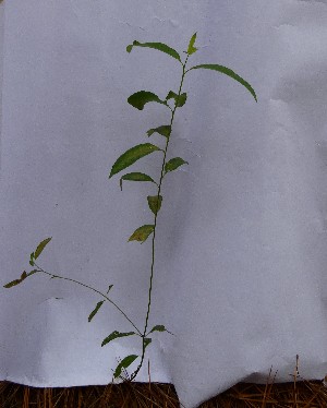  (Eucalyptus pellita - PLANASAPL3_P4_1)  @11 [ ] Copyright (2023) Instituto de Investigacion Alexander von Humboldt (IAvH) Instituto de Investigacion Alexander von Humboldt (IAvH)