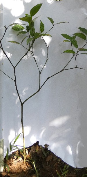  (Palicourea acuminata - PLANASAB1_P2_3)  @11 [ ] Copyright (2023) Instituto de Investigacion Alexander von Humboldt (IAvH) Instituto de Investigacion Alexander von Humboldt (IAvH)