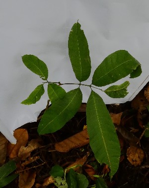  (Protium macrophyllum - PLANASAB3_P4_4)  @11 [ ] Copyright (2023) Unspecified Instituto de Investigacion de Recursos Biologicos Alexander von Humboldt
