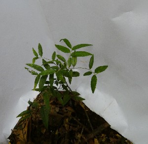  (Casearia arborea - PLANASAB4_P4_9)  @11 [ ] Copyright (2023) Instituto de Investigacion Alexander von Humboldt (IAvH) Instituto de Investigacion Alexander von Humboldt (IAvH)