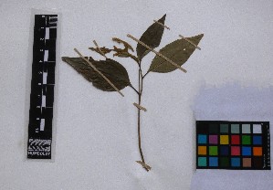  (Sloanea guianensis - PLANASAB3_P1_4)  @11 [ ] Copyright (2023) Instituto de Investigacion Alexander von Humboldt (IAvH) Instituto de Investigacion Alexander von Humboldt (IAvH)