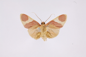  ( - INB0003386539)  @12 [ ] Copyright (2012) B. Espinoza Instituto Nacional de Biodiversidad