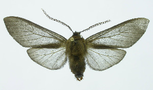  (Pseudohemihyalea Espinoza05 - INB0003487069)  @14 [ ] Copyright (2010) A. Solis Instituto Nacional de Biodiversidad