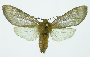  (Pseudohemihyalea Espinoza04 - INB0003487082)  @14 [ ] Copyright (2010) A. Solis Instituto Nacional de Biodiversidad