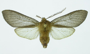  (Pseudohemihyalea Espinoza01 - INB0003487083)  @13 [ ] Copyright (2010) A. Solis Instituto Nacional de Biodiversidad
