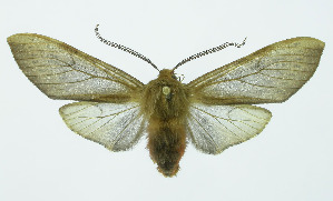  (Pseudohemihyalea Espinoza08 - INB0003545185)  @15 [ ] Copyright (2010) A. Solis Instituto Nacional de Biodiversidad
