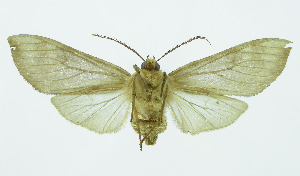  (Pseudohemihyalea Espinoza14 - INB0003709784)  @11 [ ] Copyright (2010) A. Solis Instituto Nacional de Biodiversidad
