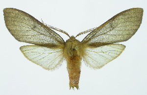  (Pseudohemihyalea Espinoza13 - INB0003769584)  @14 [ ] Copyright (2010) A. Solis Instituto Nacional de Biodiversidad