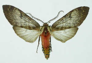  (Amastus suffusa orosiana - INB0003968405)  @13 [ ] Copyright (2010) A. Solis Instituto Nacional de Biodiversidad