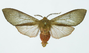  (Pseudohemihyalea Espinoza16 - INB0004067367)  @13 [ ] Copyright (2010) A. Solis Instituto Nacional de Biodiversidad