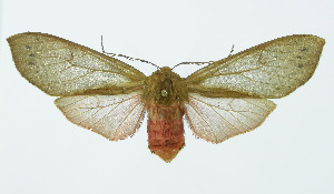  (Pseudohemihyalea Espinoza17 - INB0004067368)  @14 [ ] Copyright (2010) A. Solis Instituto Nacional de Biodiversidad