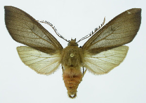  (Pseudohemihyalea Espinoza15 - INB0004169718)  @13 [ ] Copyright (2010) A. Solis Instituto Nacional de Biodiversidad