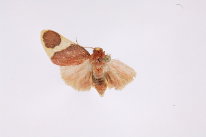  ( - INB0004187532)  @12 [ ] Copyright (2012) B. Espinoza Instituto Nacional de Biodiversidad