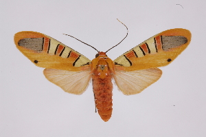  ( - INB0004243335)  @14 [ ] Copyright (2012) B. Espinoza Instituto Nacional de Biodiversidad