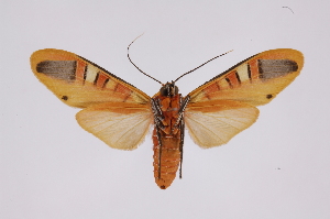  ( - INB0004243335)  @14 [ ] Copyright (2012) B. Espinoza Instituto Nacional de Biodiversidad