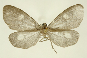  ( - INB0003024951)  @11 [ ] Copyright (2012) Juan Mata Lorenzen Unspecified