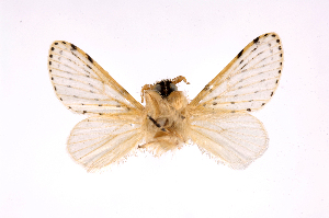  ( - INB0003101974)  @12 [ ] Copyright (2012) J. Montero Instituto Nacional de Biodiversidad