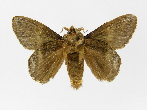  ( - INB0003316711)  @14 [ ] Copyright (2012) J. Montero Instituto Nacional de Biodiversidad