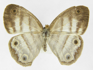  ( - INB0003317053)  @11 [ ] Copyright (2011) J. Montero Instituto Nacional de Biodiversidad