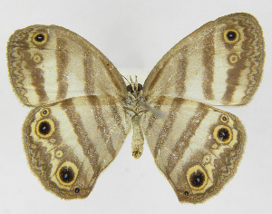  ( - INB0003317053)  @11 [ ] Copyright (2011) J. Montero Instituto Nacional de Biodiversidad