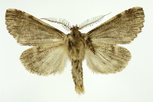  (Dasylophia sp22 - INB0003327904)  @11 [ ] Copyright (2012) Juan Mata Lorenzen Unspecified