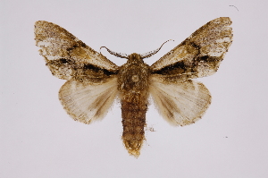  (Macrurocampa plagimargo - INB0003328276)  @15 [ ] Copyright (2012) I. Chacon Instituto Nacional de Biodiversidad