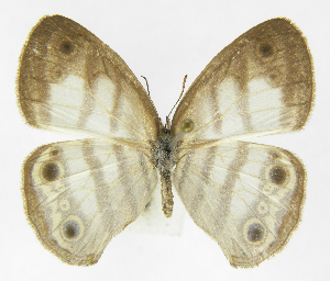  ( - INB0003341432)  @11 [ ] Copyright (2011) J. Montero Instituto Nacional de Biodiversidad