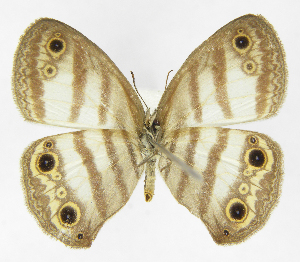  ( - INB0003341432)  @11 [ ] Copyright (2011) J. Montero Instituto Nacional de Biodiversidad