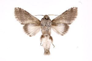  (Sericochroa luculenta - INB0003351627)  @11 [ ] Copyright (2012) I. Chacon Instituto Nacional de Biodiversidad