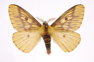  (Xanthodirphia amarilla - INB0003536243)  @15 [ ] Copyright (2012) I. Chacon Instituto Nacional de Biodiversidad