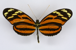  ( - INB0003731467)  @15 [ ] CreativeCommons - Attribution Non-Commercial Share-Alike  National Biodiversity Institute of Costa Rica National Biodiversity Institute of Costa Rica