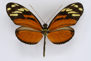  ( - INB0003734407)  @14 [ ] CreativeCommons - Attribution Non-Commercial Share-Alike  National Biodiversity Institute of Costa Rica National Biodiversity Institute of Costa Rica