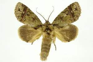  ( - INB0003766438)  @14 [ ] Copyright (2012) Juan Mata Lorenzen Unspecified